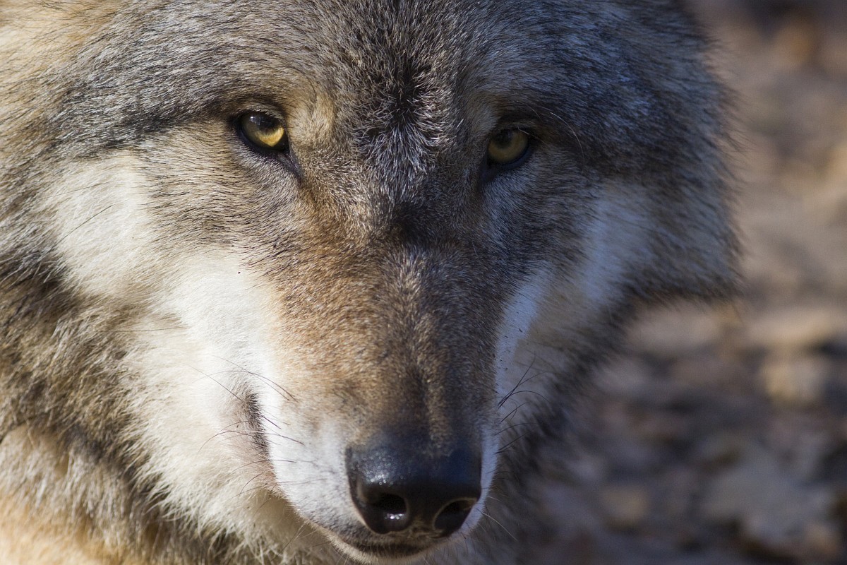 Canis-lupus-28--Wolf--Saxifraga-Mark-Zekhuis.jpg